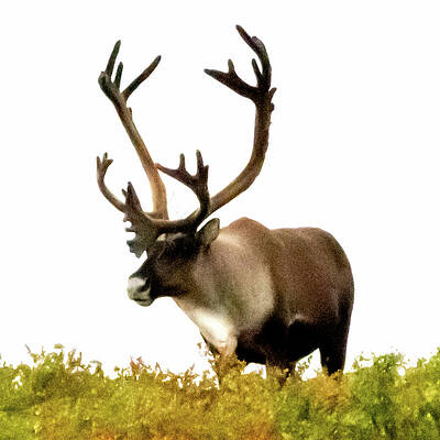 Majestic by Harry Banks