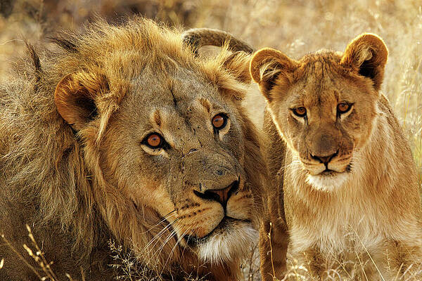 Majestic Lion and Cub Wall Art
