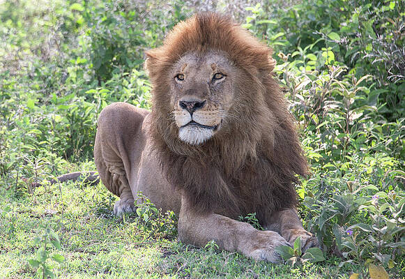 Majestic Lion Resting in Grass Wall Art