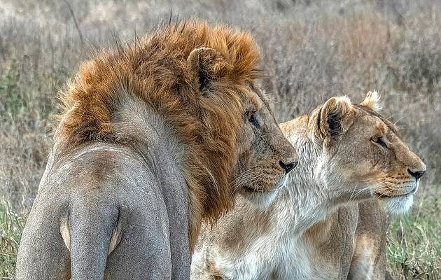 Majestic Lions in the Savanna Wall Art