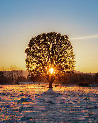 Majestic Wall Art featuring the photograph Majestic Morning Oak by Mike Lee