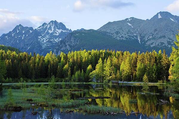 Majestic Mountains and Forest Reflection Wall Art
