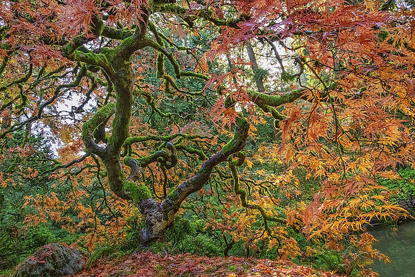 Majestic Old Tree in Autumn Wall Art