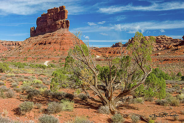 Desert Tree and Red Rock Formations Photograph