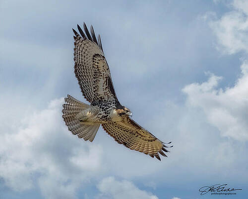 Wing Photograph - Majestic Red-tailed Hawk by Joe Fisher