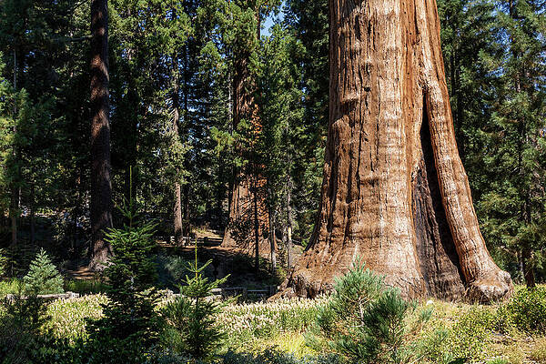 California Photograph - Majestic Sentinel Tree In Sequoia National Park 3 by John Twynam
