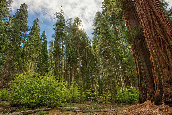 Majestic Redwood Forest Wall Art