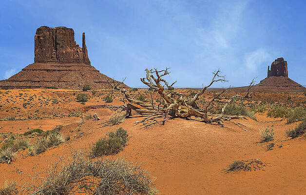 Wall Art featuring the photograph Majestic Silence Of Monument Valley by Rebecca Herranen