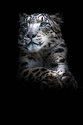 Portrait Photograph - Majestic Snow Leopard by Chris Boulton