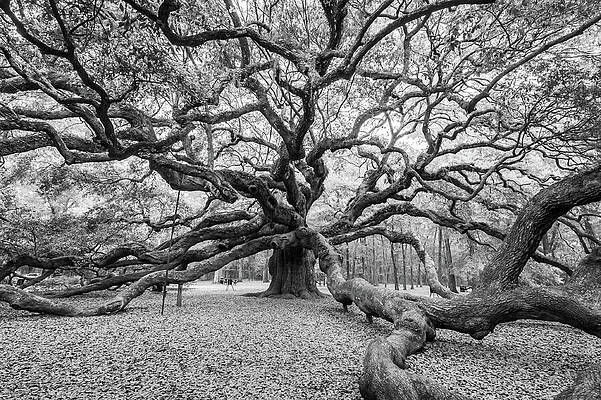Majestic Sprawling Oak Tree Photograph