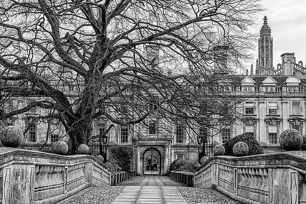 Unite Kingdom Wall Art featuring the photograph Majestic Tree At Clare College by Shirley Mitchell