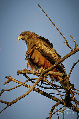 Majestic Eagle Perched on Branch Photograph