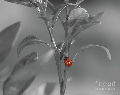 Animal Wall Art featuring the photograph Make A Whish by Helo Art