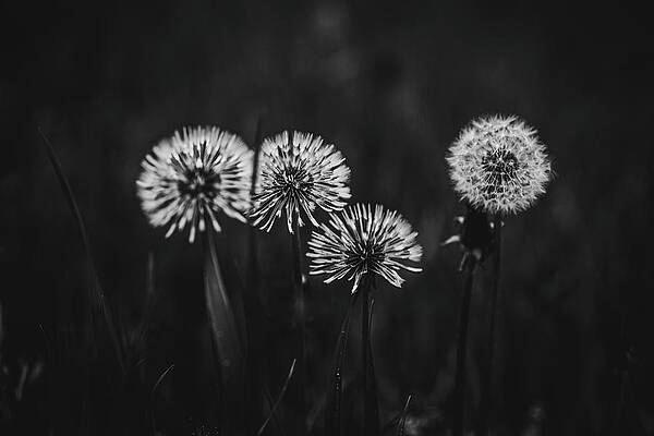 Moody Wall Art featuring the photograph Make A Wish by Nova Rae