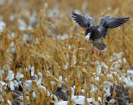 Wall Art featuring the photograph Make Some Room by Jim E Johnson