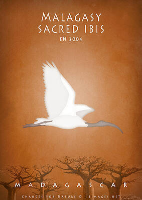 Malagasy Sacred Ibis Over Baobabs Digital Art