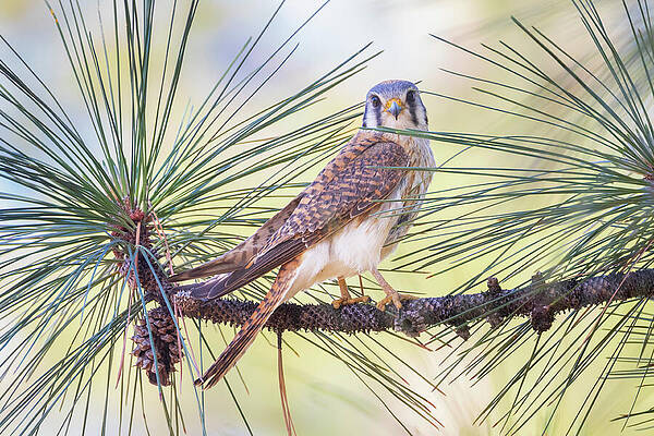American Wall Art featuring the photograph Female Kestrel In A Pine - Lassen County California by Mike Lee