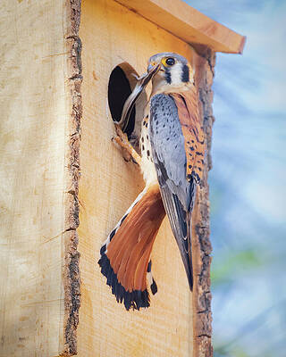 Wild Photograph - Male Kestrel With Breakfast For The Kids - Lassen County CA by Mike Lee