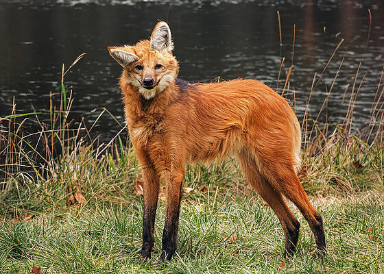 Wildlife Photograph - Male Maned Wolf By Lake by Robert Niemeier