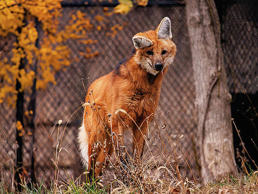 Wildlife Photograph - Male Maned Wolf - Chrysocyon Brachyurus by Robert Niemeier