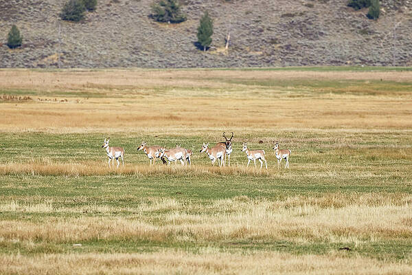 Fall Wall Art featuring the photograph Male Pronghorn Keeping Watch by Dawn Richards