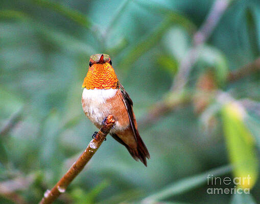 Colorado Wall Art featuring the photograph Male Rufous Hummingbird by Shirley Dutchkowski