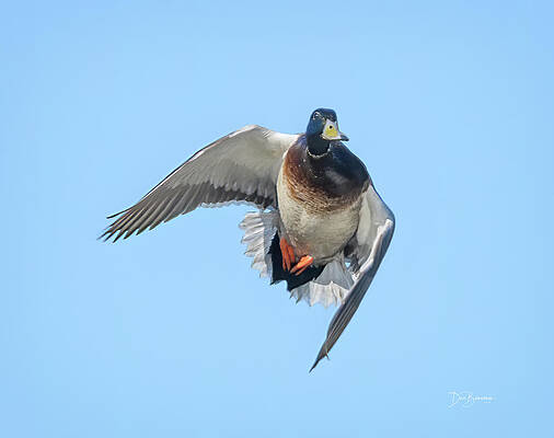 Nature Photograph - Mallard #9267 by Dan Beauvais