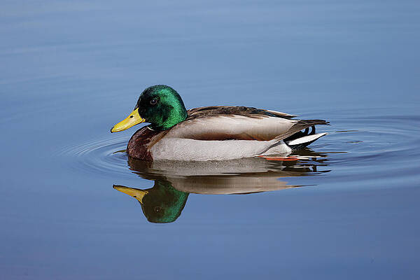 Wildlife Photograph - Mallard Duck In Mountain Lake With Reflection by Robert Niemeier