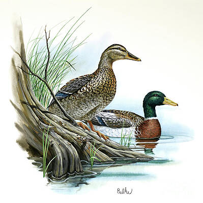 Nature Wall Art featuring the painting Mallard Duck - Wildlife Of Wilderness by Don Balke