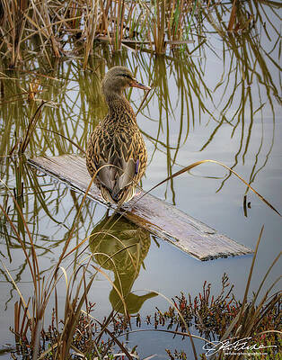 Duck on a Wooden Plank Photograph