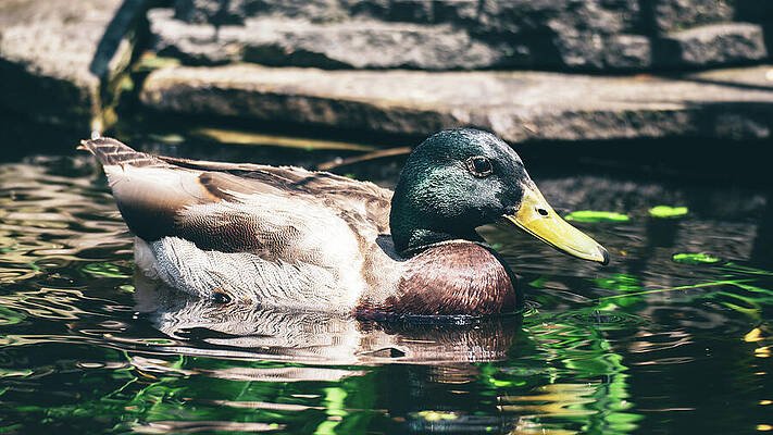 Water Wall Art featuring the photograph Mallard In The Pond by Jason Fink
