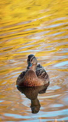 Water Wall Art featuring the photograph Mallard On Golden Waters by Jason Fink
