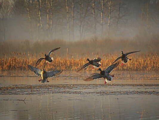 Wild Photograph - Mallards With Feet Dangling by Dale Kauzlaric