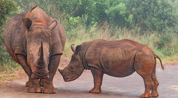 Natural Photograph - Mama And Baby Rhino Pair by Marcy Wielfaert