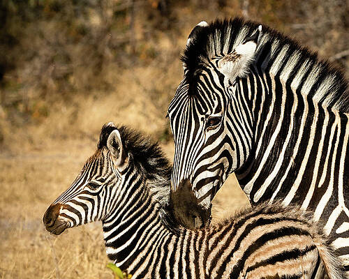 Closeup Wall Art featuring the photograph Mama And Her Baby by Elvira Peretsman