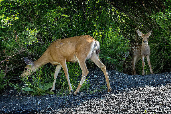 Nature Wall Art featuring the photograph Mama Deer And Babies by Kelley King