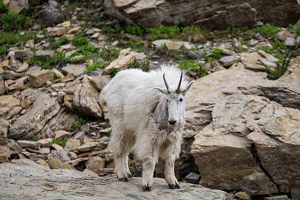 Wildlife Wall Art featuring the photograph Mama Goat No. 1 by Matt Halvorson