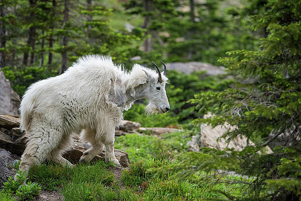 Wildlife Wall Art featuring the photograph Mama Goat No. 2 by Matt Halvorson
