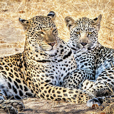 Closeup Wall Art featuring the photograph Mama Leopard And Her Cub by Elvira Peretsman