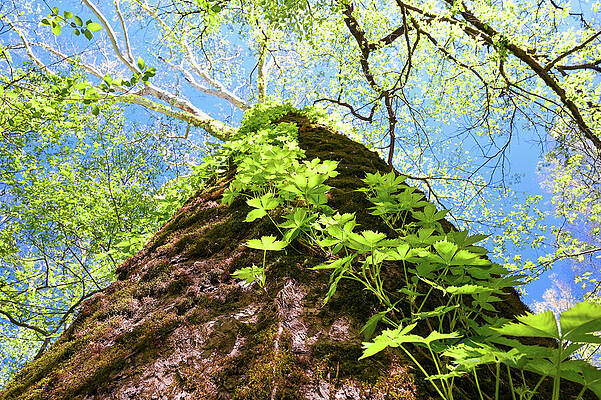 Towering Forest Tree with Lush Foliage Photograph