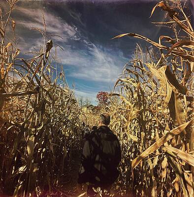 Man Walking Through Corn Maze Wall Art