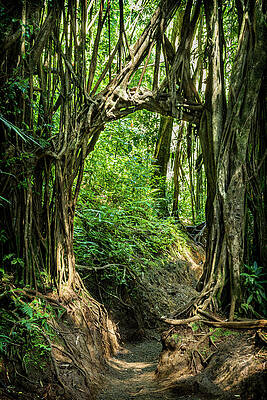 Photograph - Manoa Falls Banyan Arch by Kelley King