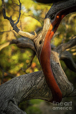 Wall Art featuring the photograph Manzanita - Curve Of Resilience by Dodie Ross