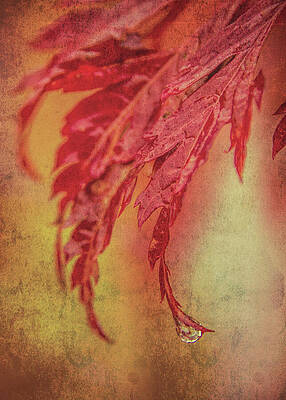 Delicate Wall Art featuring the photograph Maple Drop by Dodie Ross