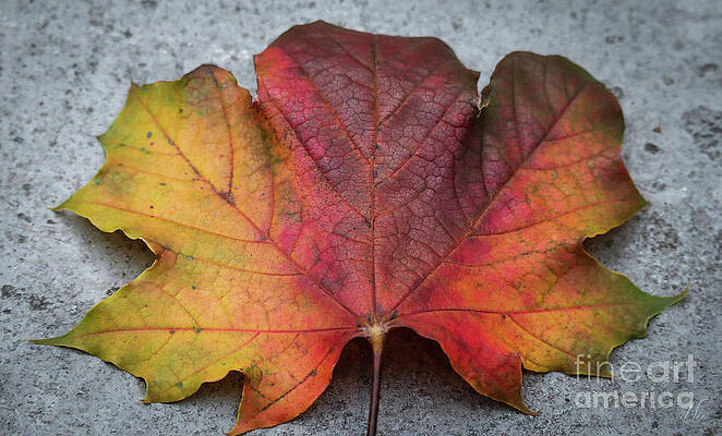Wall Art featuring the photograph Maple Fanning Autumn Color by D Lee