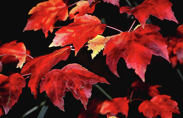Photograph - Maple Fire by Steven Nelson