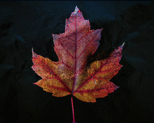 Tree Wall Art featuring the photograph Maple Gold Leaf - Textured by Robert Niemeier