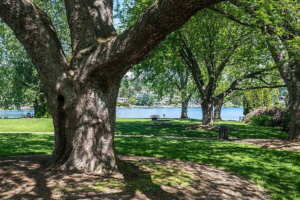 May Photograph - Maple In May by Tom Cochran