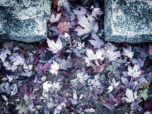 British Columbia Photograph - Maple Leaf Fall Leaves Vancouver Canada 4419 by Neptune Images