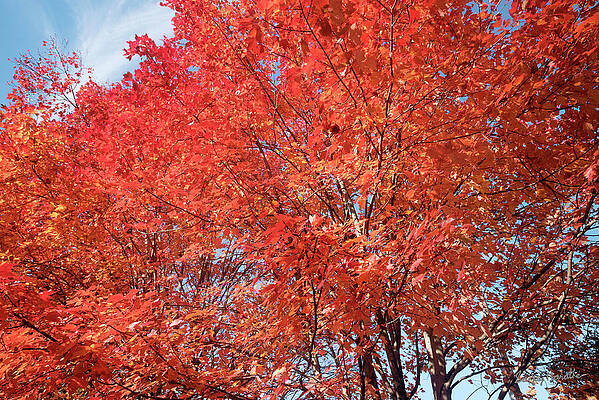 Landscape Wall Art featuring the photograph Maple Splash, Fall Colors by Sanjay Marathe